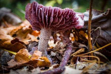 Herbstfarben_11_2023_001