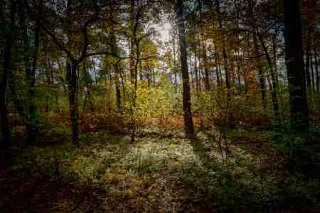 Herbstfarben_11_2023_004