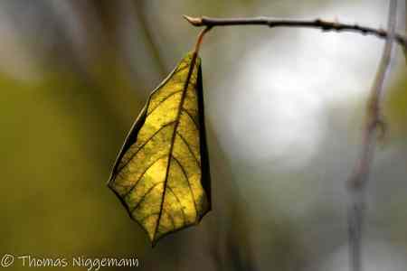 Herbstfarben_11_2023_008