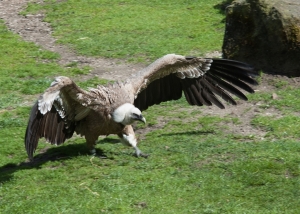 Nordhorn_Tiere_2015_04_002