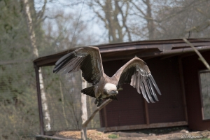 Nordhorn_Tiere_2015_04_011