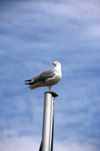 AW_Norderney_2015_07_007