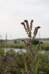 TH_Norderney_2015_07_012