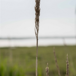 TN_Norderney_2015_07_003