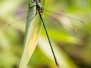 Makrofotografie und Insekten