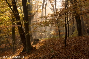 Herbst_2015_11_013