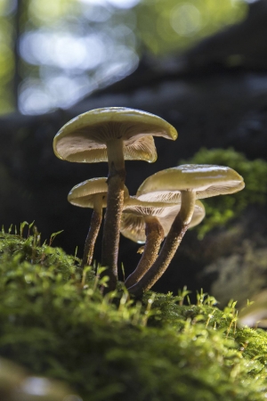 Waldfrüchte_Ibbenbüren_2017_10_01