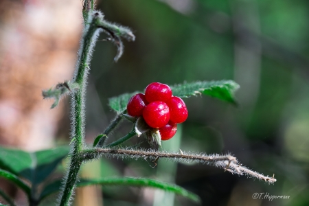 Waldfrüchte_Ibbenbüren_2017_10_11