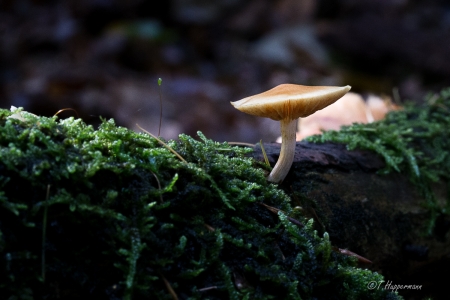 Waldfrüchte_Ibbenbüren_2017_10_13