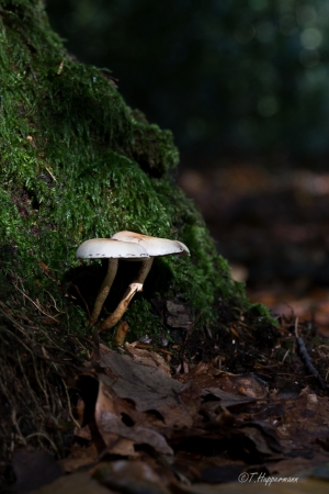 Waldfrüchte_Ibbenbüren_2017_10_14