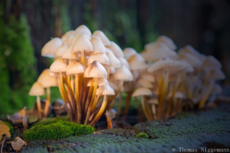 Waldfrüchte_Ibbenbüren_2017_10_25