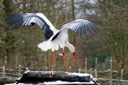 Zoo_Rheine_02_2018_003