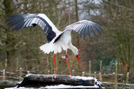 Zoo_Rheine_02_2018_003