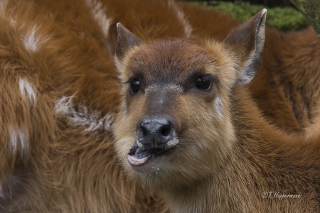 Zoo_Rheine_02_2018_004