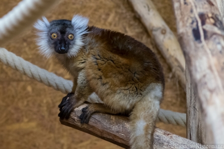 Zoo_Rheine_02_2018_005