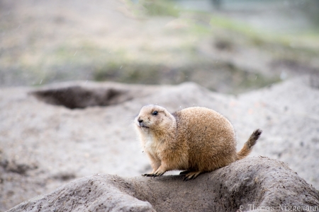 Zoo_Rheine_02_2018_007