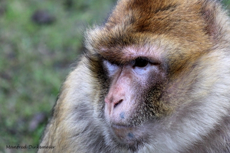 Zoo_Rheine_02_2018_010