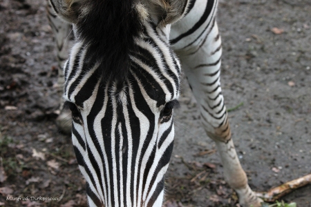 Zoo_Rheine_02_2018_011