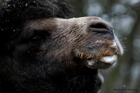 Zoo_Rheine_02_2018_016