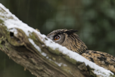 Zoo_Rheine_02_2018_017