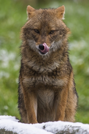 Zoo_Rheine_02_2018_019