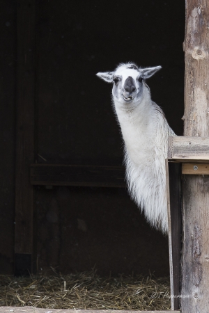 Zoo_Rheine_02_2018_021