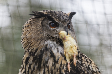 Zoo_Rheine_02_2018_025