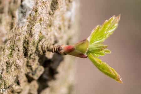 Fruehlingserwachen_04-2_2021_009