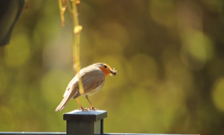 Fruehlingserwachen_04-2_2021_014