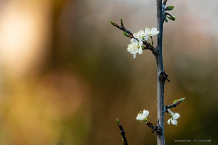 Fruehlingserwachen_04-2_2021_016