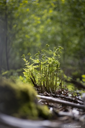 1_Fruehling-im-Wald_06-1_2021_001