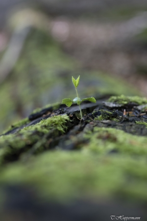 1_Fruehling-im-Wald_06-1_2021_002