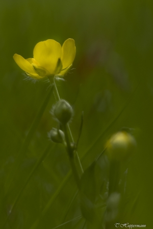 1_Fruehling-im-Wald_06-1_2021_003