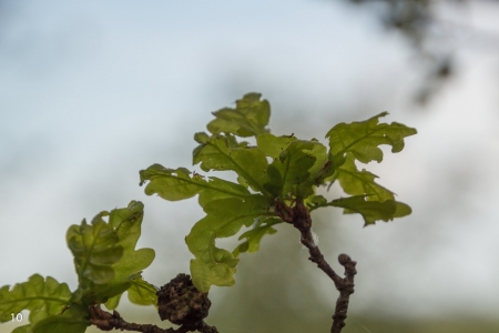 1_Fruehling-im-Wald_06-1_2021_007