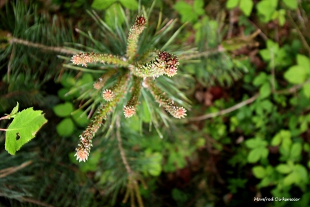 1_Fruehling-im-Wald_06-1_2021_015