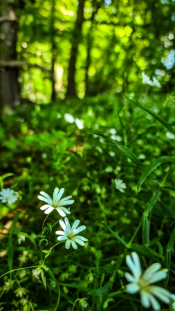 1_Fruehling-im-Wald_06-1_2021_016