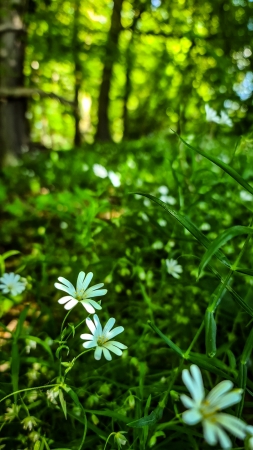 1_Fruehling-im-Wald_06-1_2021_016