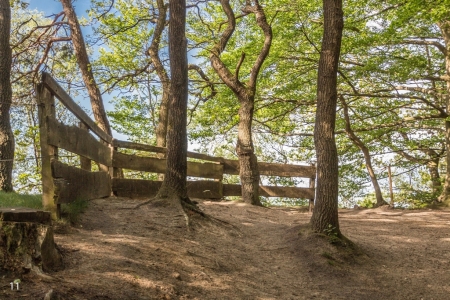 Fruehling-im-Wald_06-1_2021_004