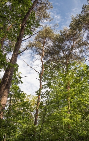 Fruehling-im-Wald_06-1_2021_005