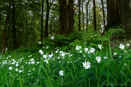 Fruehling-im-Wald_06-1_2021_010