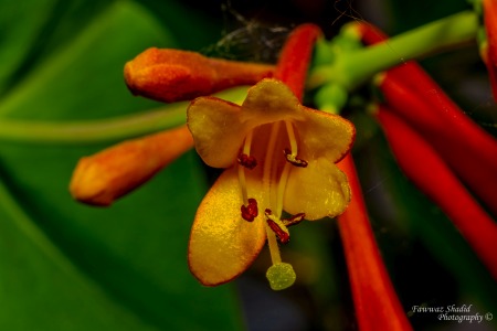 Fruehlingsfarbeni_003