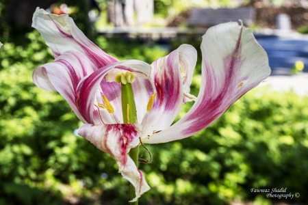 Fruehlingsfarbeni_007
