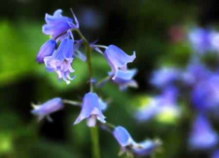 Fruehlingsfarbeni_008