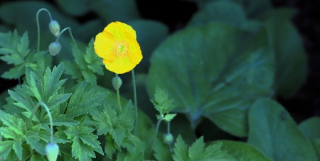 Fruehlingsfarbeni_009