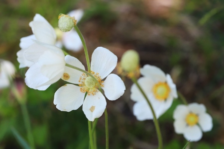 Fruehlingsfarbeni_011