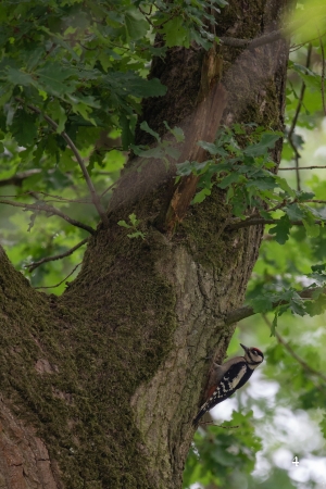 Heimische Tiere 15.06.2020