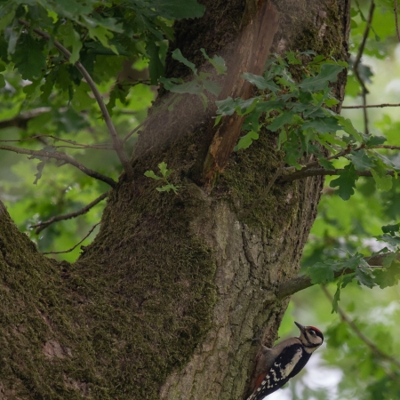 Heimische Tiere 15.06.2020