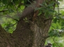 Heimische Tiere 15.06.2020