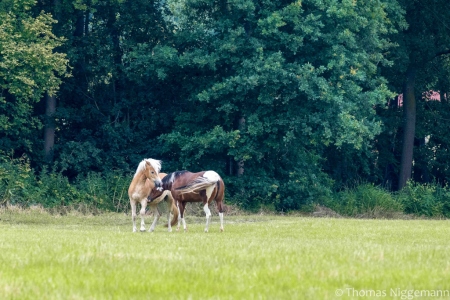 Heimische_Tiere_06b_2020_005