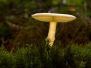 Herbstliche Motive